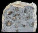 Ammonite (Promicroceras) Fossil Cluster - Somerset, England #63495-1